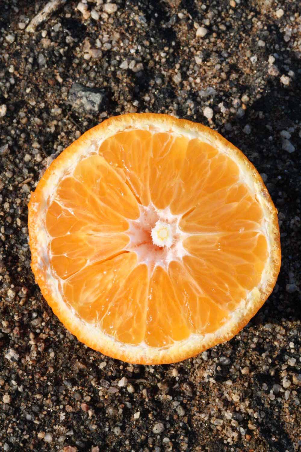              Fruit cross-section (Riverside, CA)       